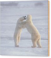 Polar Bears Fighting Upright Wood Print