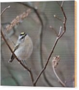 Poofy Kinglet Wood Print