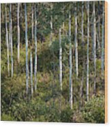 Poplars On A British Columbia Hillside Wood Print