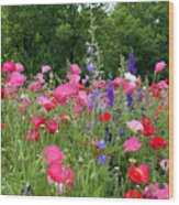 Poppies And Wildflowers 8133 Wood Print