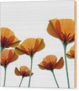 Poppies Wood Print