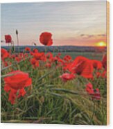 Poppy Field Sunset Wood Print