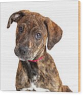 Portrait Cute Brindle Terrier Puppy Dog Wood Print