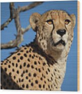 Portrait Of A Cheetah Wood Print