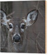 Portrait Of A Doe Wood Print