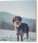 Rough-coated Bohemian Pointer Wood Print