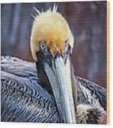 Portrait Of A Pelican Wood Print