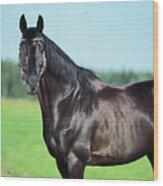 Portrait Of Black Beautiful Horse  At Field Background Wood Print
