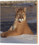 Portrait Of Cougar , Montana Wood Print