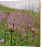 Prairie Smoke Wildflower At Muralt Bluff Wi - Geum Triflorum Wood Print