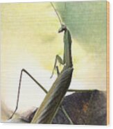 Praying Mantis Wood Print