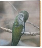 Preening Hummingbird Closeup Wood Print