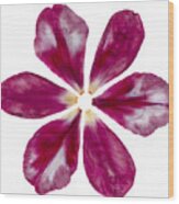 Pressed Pink Tulip Petals Wood Print