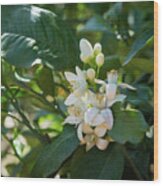 Pretty White Orange Blossoms And Green Leaves Wood Print