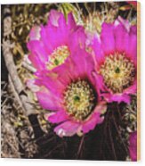 Prickly Pear Cactus Flowers Wood Print