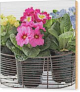 Primrose In Wire Basket Wood Print