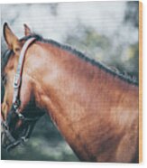 Profile View Of A Brown Horse Ii Wood Print