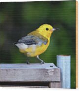 Prothonotary Warbler #3215 Wood Print