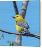 Prothonotary Warbler Dsb0344 Wood Print