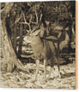 Proud - Mule Deer Buck Antiqued Wood Print