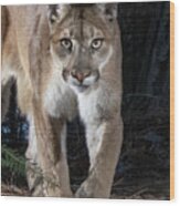 Puma Concolor Wood Print