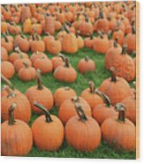 Pumpkin Harvest Wood Print