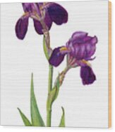 Purple Bearded Iris Wood Print