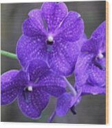 Purple/blue Orchid Wood Print