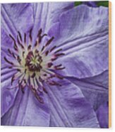 Purple Clematis Flower Photograph Wood Print