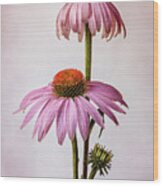 Purple Coneflower - Echinacea Purpurea #3 Wood Print