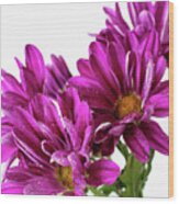 Purple Daisy Flower Photo Art Wood Print