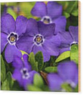 Purple Flowers In The Garden Wood Print