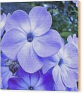 Blue Phlox Wildflower Wood Print