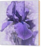 Purple Iris 2 Wood Print