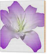 Purple Lily Flower Wood Print
