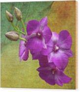 Purple Moth Orchid Wood Print