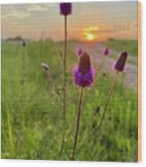 Purple Prairie Clover Wood Print