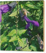 Purple Salvia Bee Wood Print