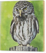Pygmy Owl Wood Print