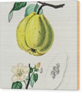 Pyrus Cydonia - Quince -  Medical Botany - Vintage Botanical Illustration - Plants And Herbs Wood Print