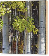 Alaska Aspen Trees In Autumn Wood Print
