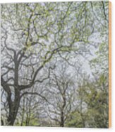 Queen's Wood Trees Spring 3 Wood Print