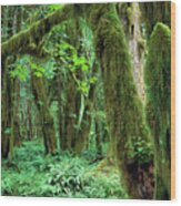 Quinault Rain Forest Wood Print