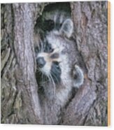 Raccoon Siblings #0492 Wood Print