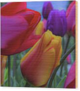 Rainbow Tulips, Landscape Mode Wood Print