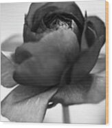 Ranunculus Bnw Wood Print