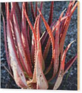 Red Aloe Plant Wood Print
