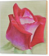 Red And Pink Rose Dream Wood Print