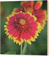 Red And Yellow Flower Wood Print