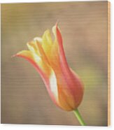 Red And Yellow Tulip Wood Print